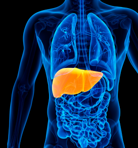 Fatty Liver Disease